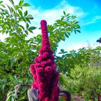 Амарант :: Oleg4618 Шутченко Амарант :: Oleg4618 Шутченко