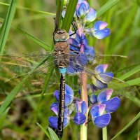 сегодня на цветущем люпине 3 :: Александр Прокудин