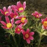 Сон - трава (прострел) :: Владимир Шошин Сон - трава (прострел) :: Владимир Шошин