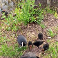 Лысухи :: Сапсан 