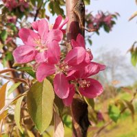 Яблоня :: Сапсан 