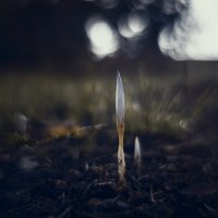 Осеннее таинство. :: Анатолий Щербак