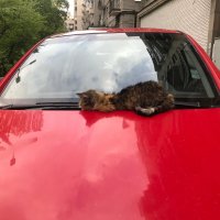 "Весна - вновь коты на капотах машин загорают..." :: zavitok *