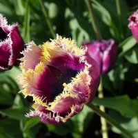 Тюльпаны в Аптекарском огороде :: Ольга Тюльпаны в Аптекарском огороде :: Ольга