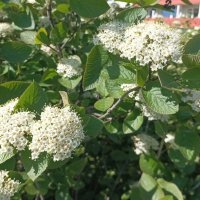 Калина гордовина :: Veera V