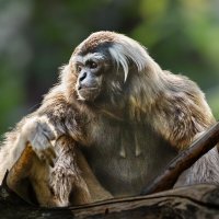 Гиббон :: SanSan 