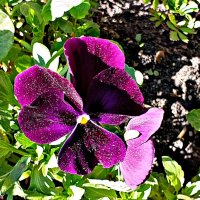 *** :: Любовь Сахарова