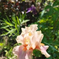 Ирис :: Наталья Штанулина