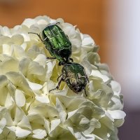 Быкуют :: Валерий Иванович Быкуют :: Валерий Иванович