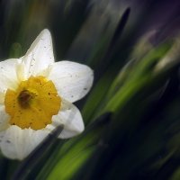 Нарцисс :: Ольга Cоломатина