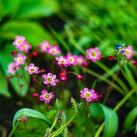 Весна :: Петр 