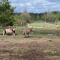 На выпасе. :: Ольга На выпасе. :: Ольга