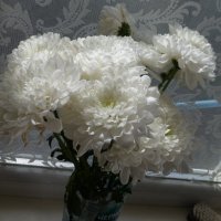 Белые  хризантемы :: Валентин Семчишин