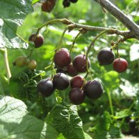 Охта :: Anna Ivanova Охта :: Anna Ivanova