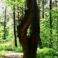 Камертон :: Василий Палий