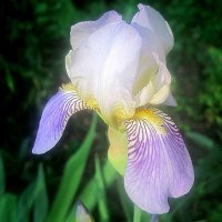 Ирис :: Елена Семигина