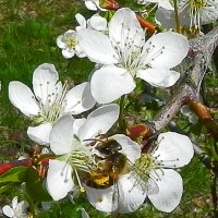 Пчёлка за работой :: Oleg4618 Шутченко