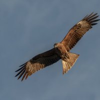 Коршун. Летящей походкой... :: Вадим Басов