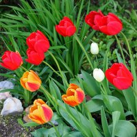 Стремление... :: Светлана 