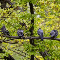 Голуби на ветке :: Александр Синдерёв