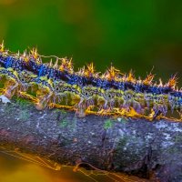 Гусеница бабочки  крапивницы :: Aleksey Afonin