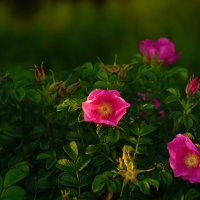 Шиповник :: Эдуард Куклин