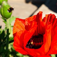 удивительная природа :: Виктор Скаков