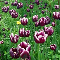 До конца мая осталось четыре дня :: Galina Solovova