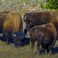 Аляска. :: Aleksey Afonin