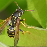 Про осинную талию :: Галина Кан