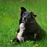 А Жучка гулять выйдет? :: Татьяна Бравая