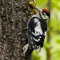 Молодой большой пестрый дятел :: Валерий Черняк
