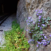 Цветы на камне. :: Оля Богданович
