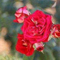 Красная. :: Оля Богданович Красная. :: Оля Богданович