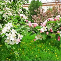 май :: Татьяна Осипова(Deni2048)