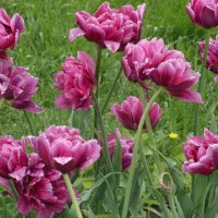 Тюльпаны. :: Ирина ***