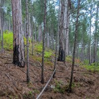 После пожара :: Юрий Яловенко