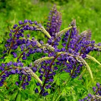 из вчерашней съемки 1 :: Александр Прокудин