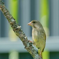 зеленушка прилетала :: Andrey Bragin 