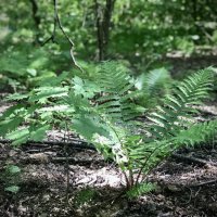 Лесной красавчик :: Любовь Лесной красавчик :: Любовь