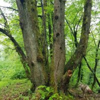 ПРОГУЛКА В ЛЕСУ :: Tata Wolf