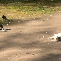 дикие животные :: zavitok *