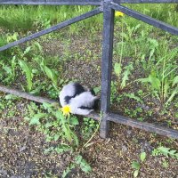 комочек + цветочек :: zavitok *