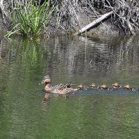 Как я вам рада, пушистые утята! :: Валентина  Нефёдова 