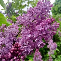 Сирень :: Сапсан 