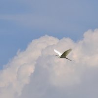 В облаках! :: Валентина Нефёдова В облаках! :: Валентина Нефёдова