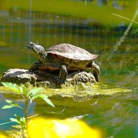 На острове :: Татьяна Тюменка