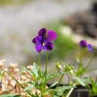 В Аптекарском огороде :: Татьяна Тюменка