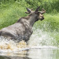 Водяной :: Михаил Белоусов Водяной :: Михаил Белоусов