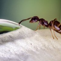 Водицы напиться :: Андрей Щетинин